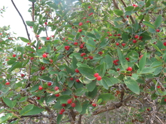 Lonicera tatarica