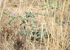 Echium vulgare
