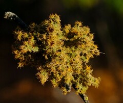 Teloschistes puber