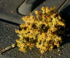 Teloschistes puber