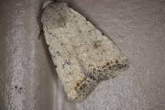Caradrina montana