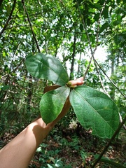 Ficus aurata