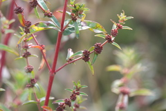 Ammannia aegyptiaca