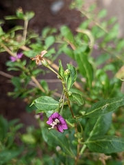Lycium barbarum