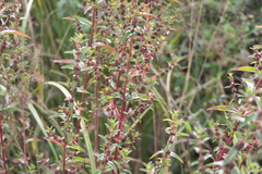 Ammannia aegyptiaca