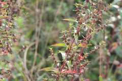 Ammannia aegyptiaca