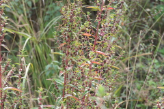 Ammannia aegyptiaca