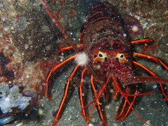 Panulirus interruptus