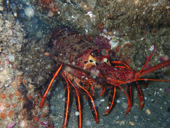 Panulirus interruptus