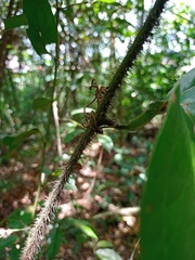 Smilax setosa