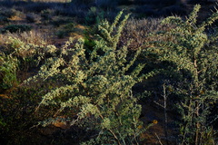 Asparagus capensis