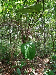 Smilax setosa