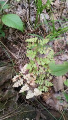 Cystopteris protrusa