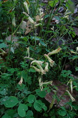 Corydalis