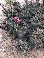 Coryphantha macromeris macromeris