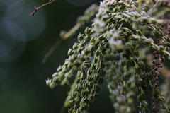 Aruncus dioicus