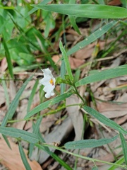 Sida linifolia