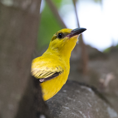 Oriolus chinensis