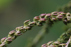 Aruncus dioicus