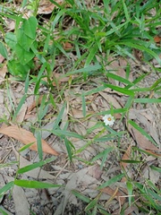 Sida linifolia