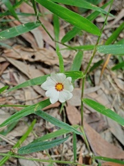 Sida linifolia