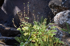 Drymocallis inquinans