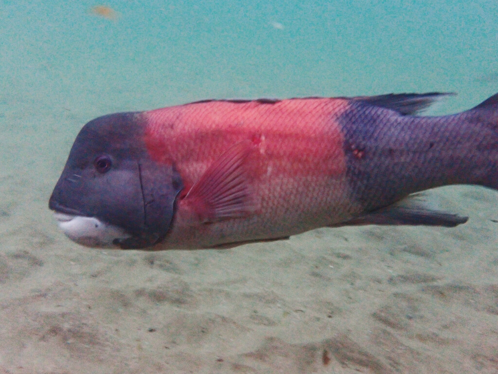 California sheephead with a dark head and tail and a pink band across the middle, swimming over sand