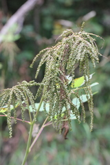 Aruncus dioicus