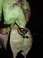 Banasa dimidiata