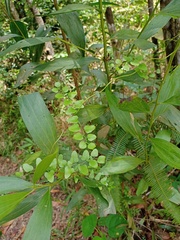 Lygodium microphyllum