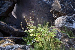 Drymocallis inquinans