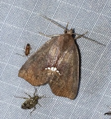 Hypsoropha hormos