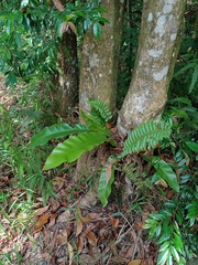 Thamnopteris