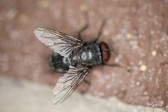 Oestroidea
