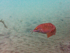 Halichoeres semicinctus