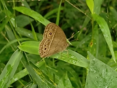 Mycalesis perseoides