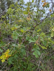 Quercus gambelii