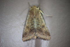 Helicoverpa zea