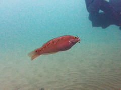 Halichoeres semicinctus