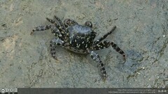 Metopograpsus thukuhar