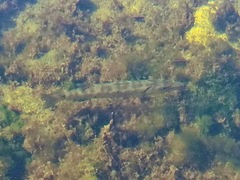 Sphyraena barracuda