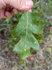 Quercus gambelii