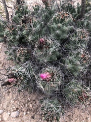 Coryphantha macromeris macromeris