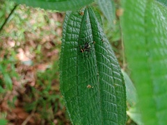 Corinnidae