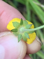 Potentilla versicolor