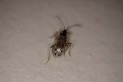 Pseudopamera nitidula