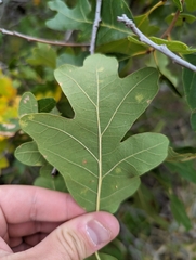 Quercus gambelii