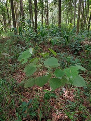 Macaranga trichocarpa