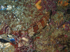 Oxylebius pictus