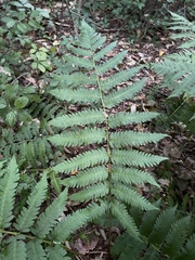 Dryopteris goldieana